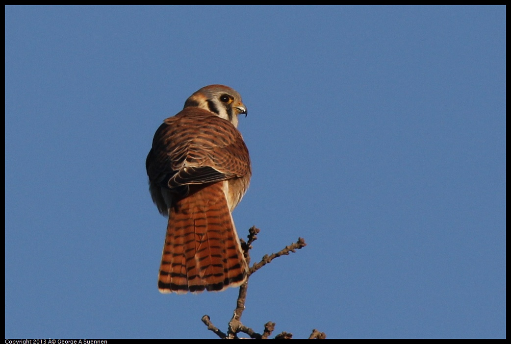 0209-164202-04.jpg - American Kestrel