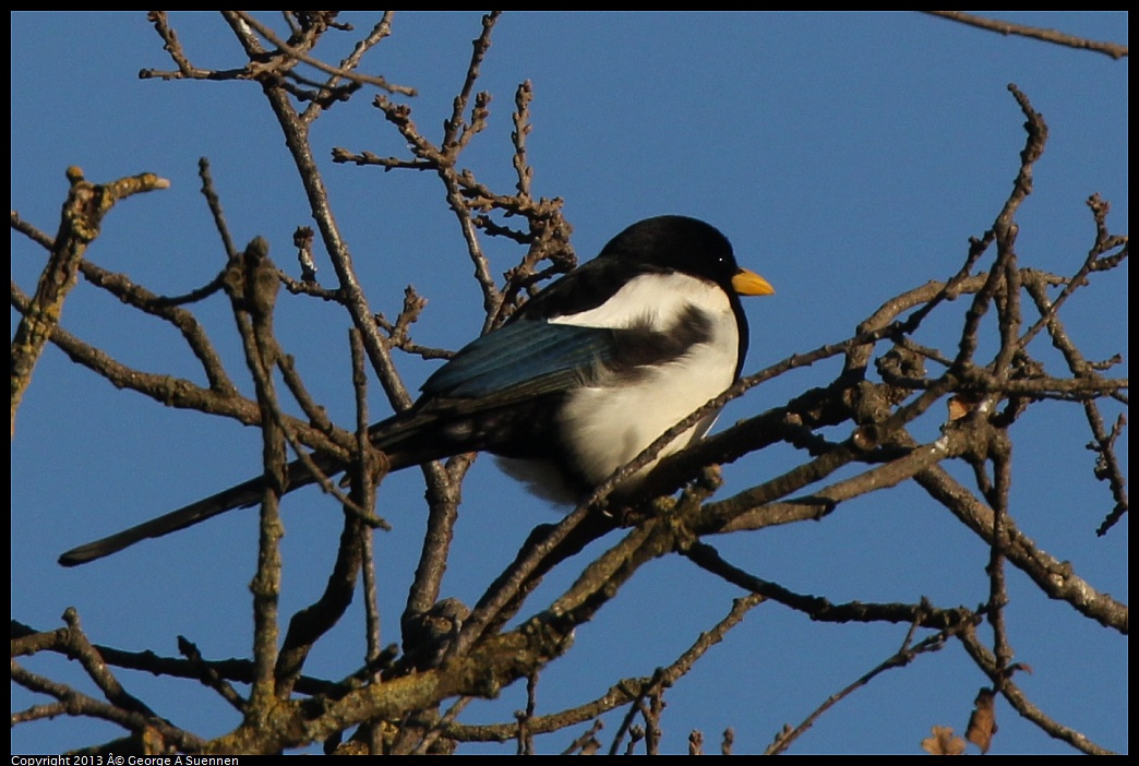 0209-164222-02.jpg - Yellow-billed Magpie