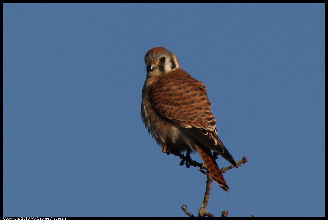 0209-164230-03.jpg - American Kestrel