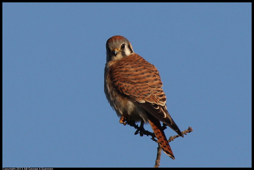 0209-164233-05.jpg - American Kestrel