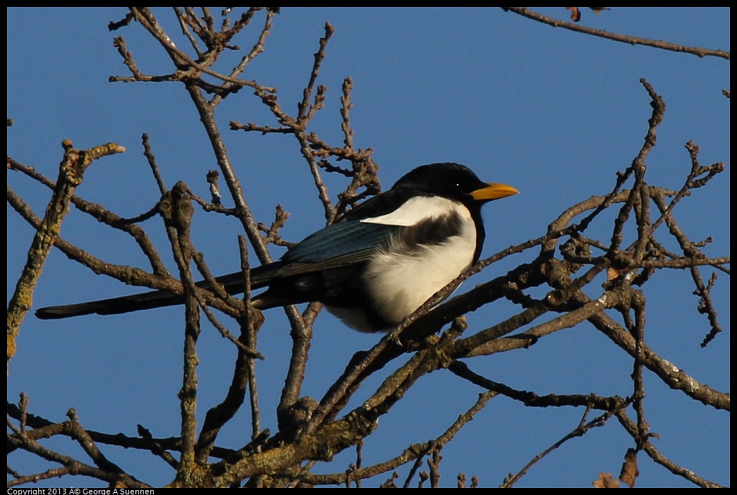 0209-164256-02.jpg - Yellow-billed Magpie