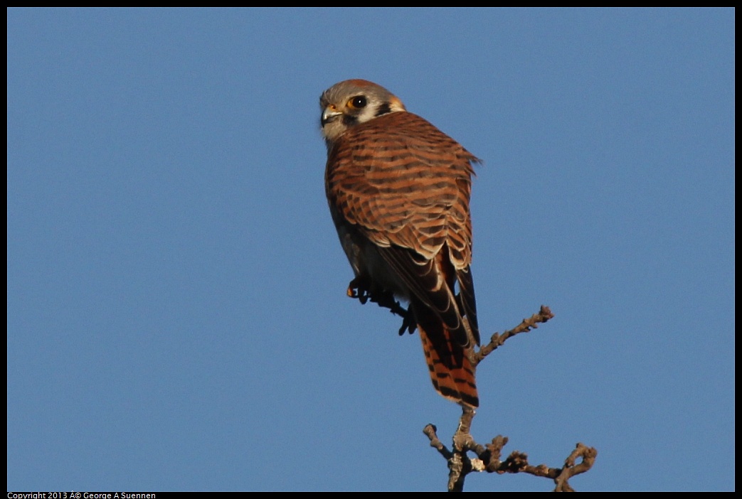 0209-164352-03.jpg - American Kestrel