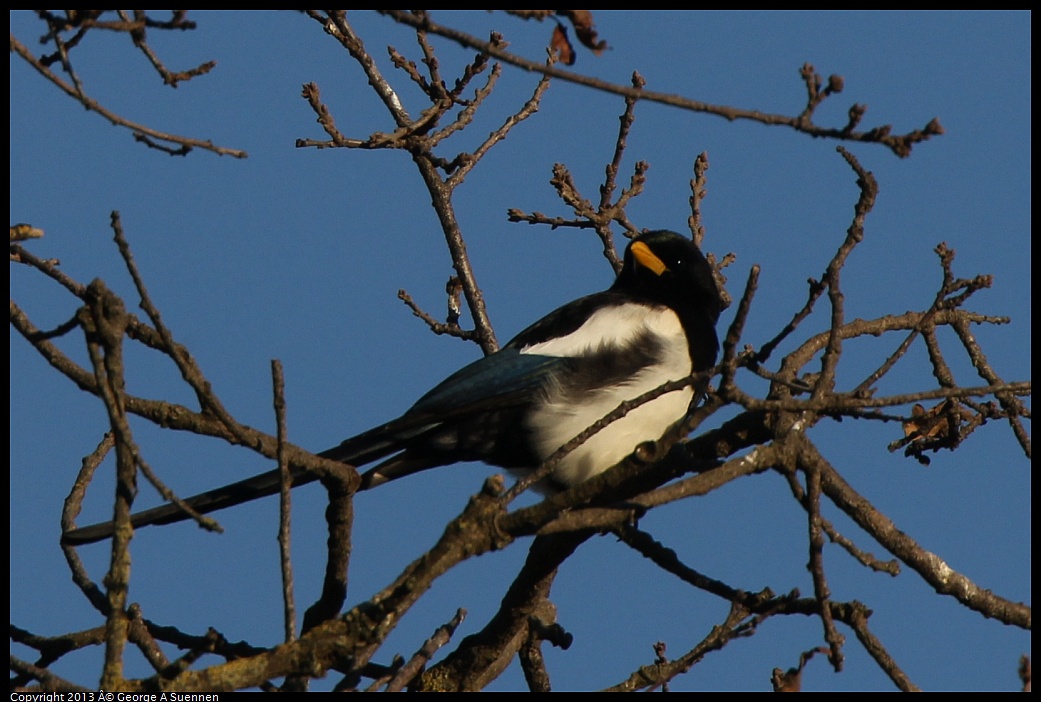 0209-164357-01.jpg - Yellow-billed Magpie