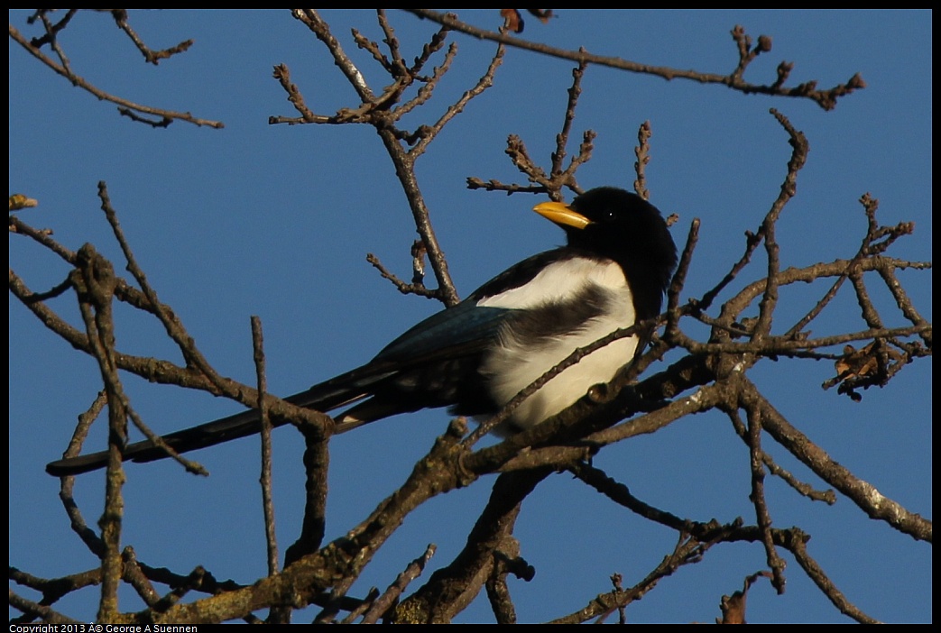 0209-164359-04.jpg - Yellow-billed Magpie