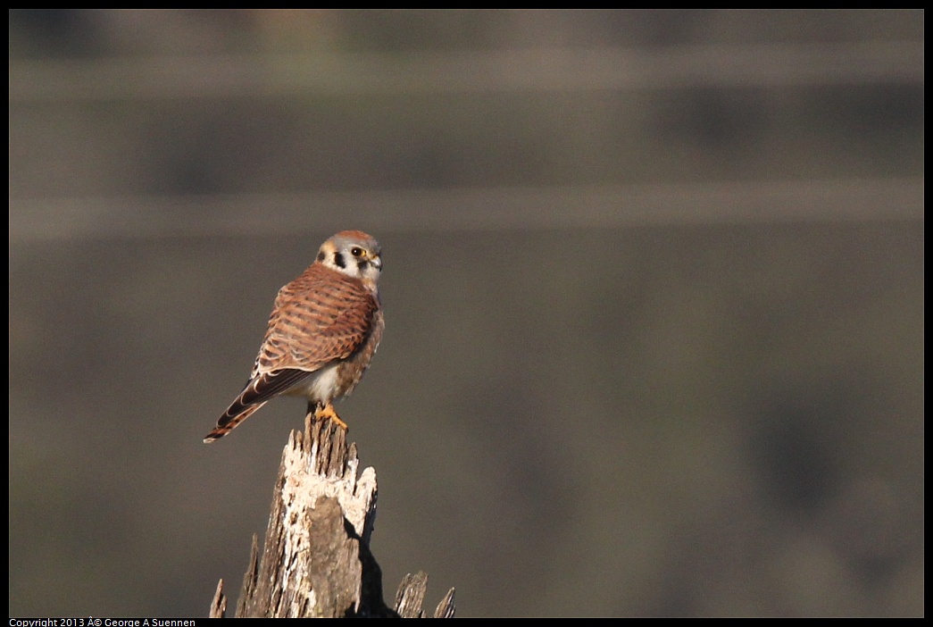 0209-164540-01.jpg - American Kestrel