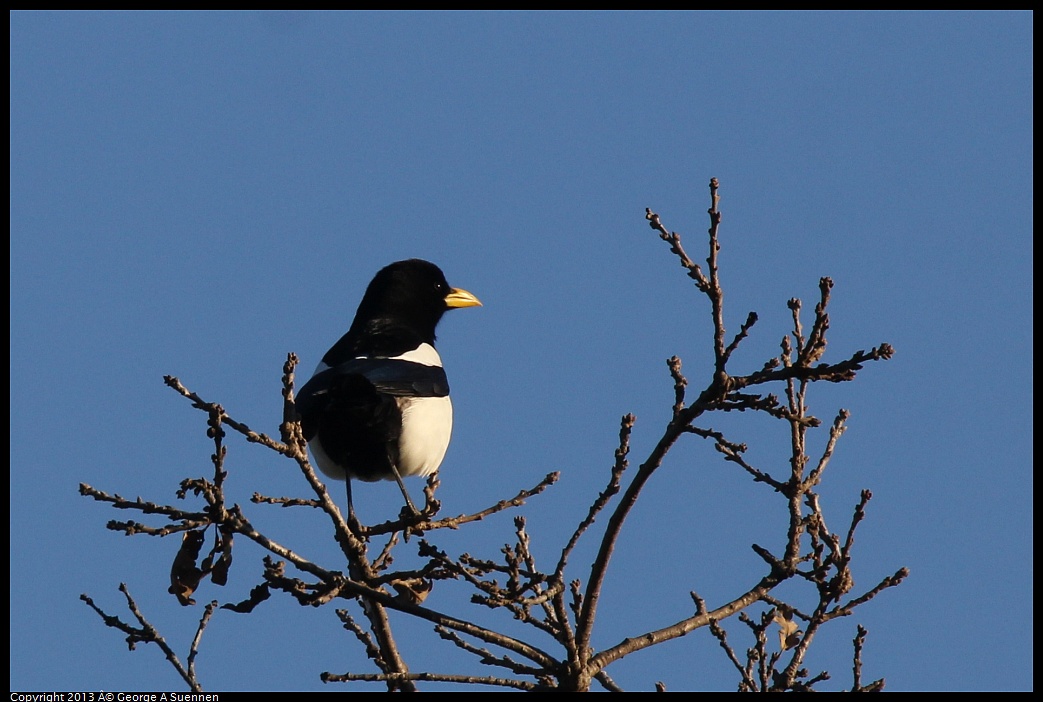 0209-164555-02.jpg - Yellow-billed Magpie