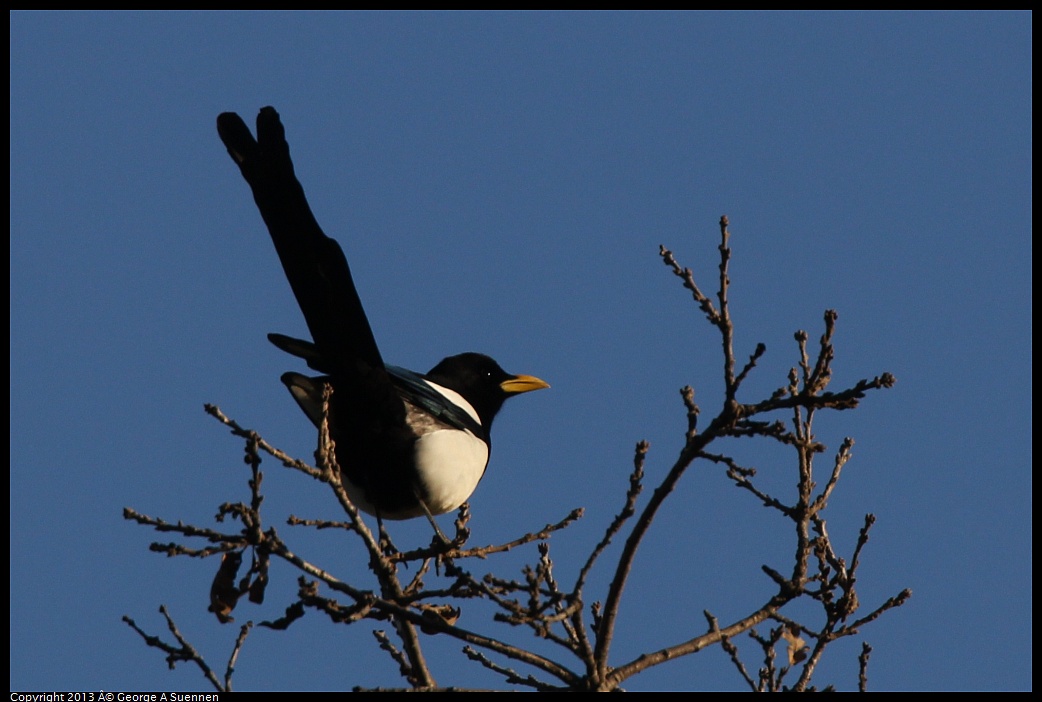 0209-164556-01.jpg - Yellow-billed Magpie