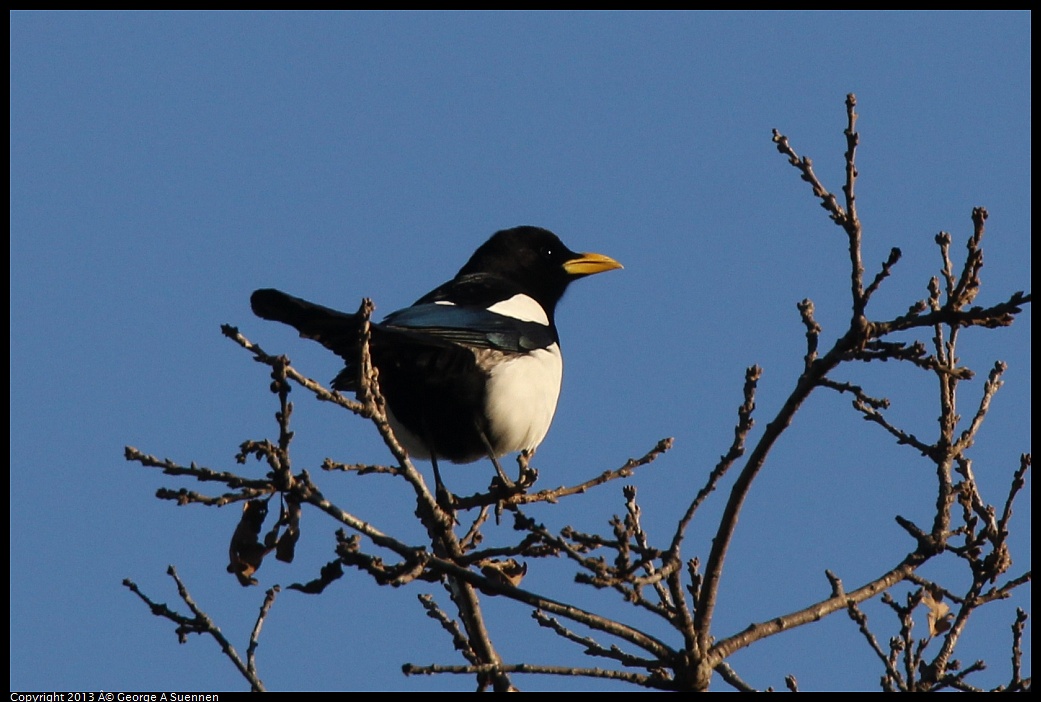 0209-164556-03.jpg - Yellow-billed Magpie