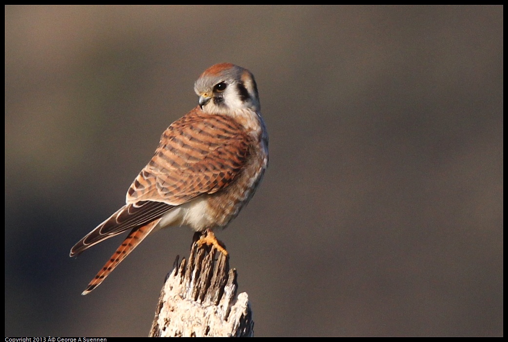 0209-164651-01.jpg - American Kestrel