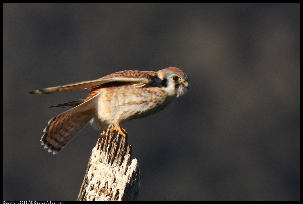 0209-164711-01.jpg - American Kestrel