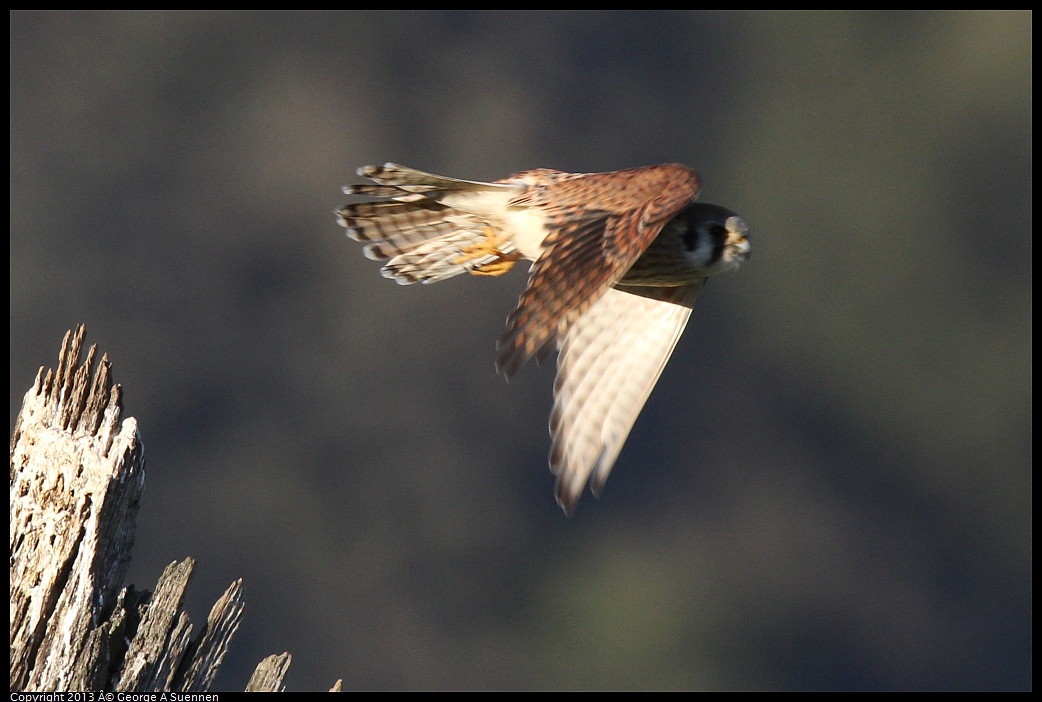 0209-164711-02.jpg - American Kestrel