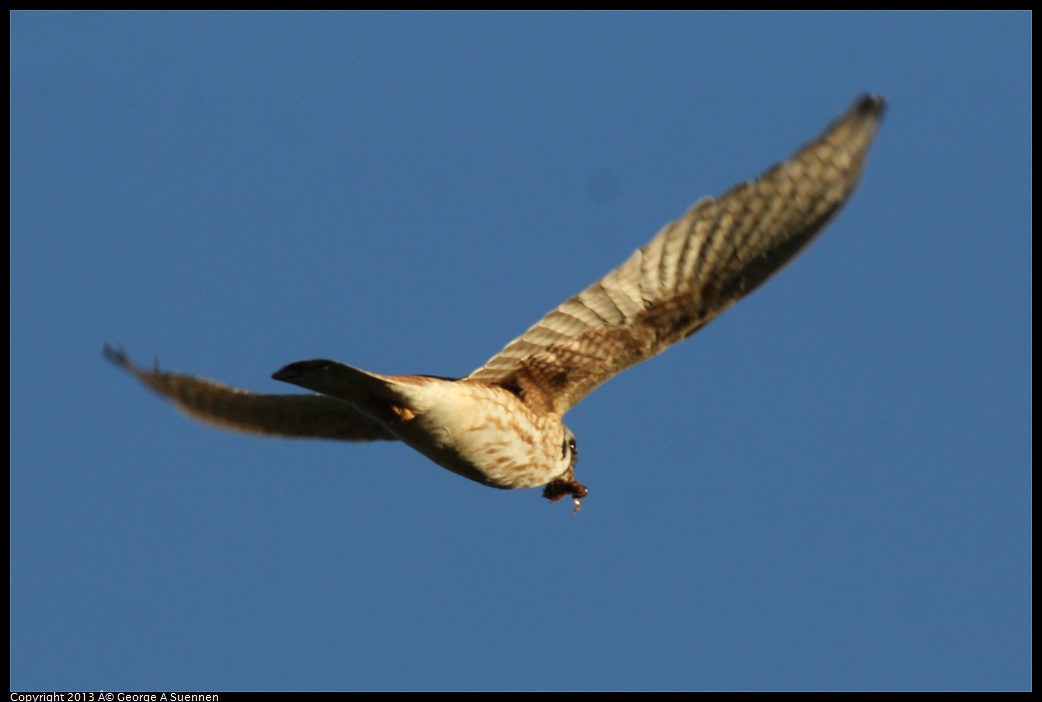 0209-164728-02.jpg - American Kestrel