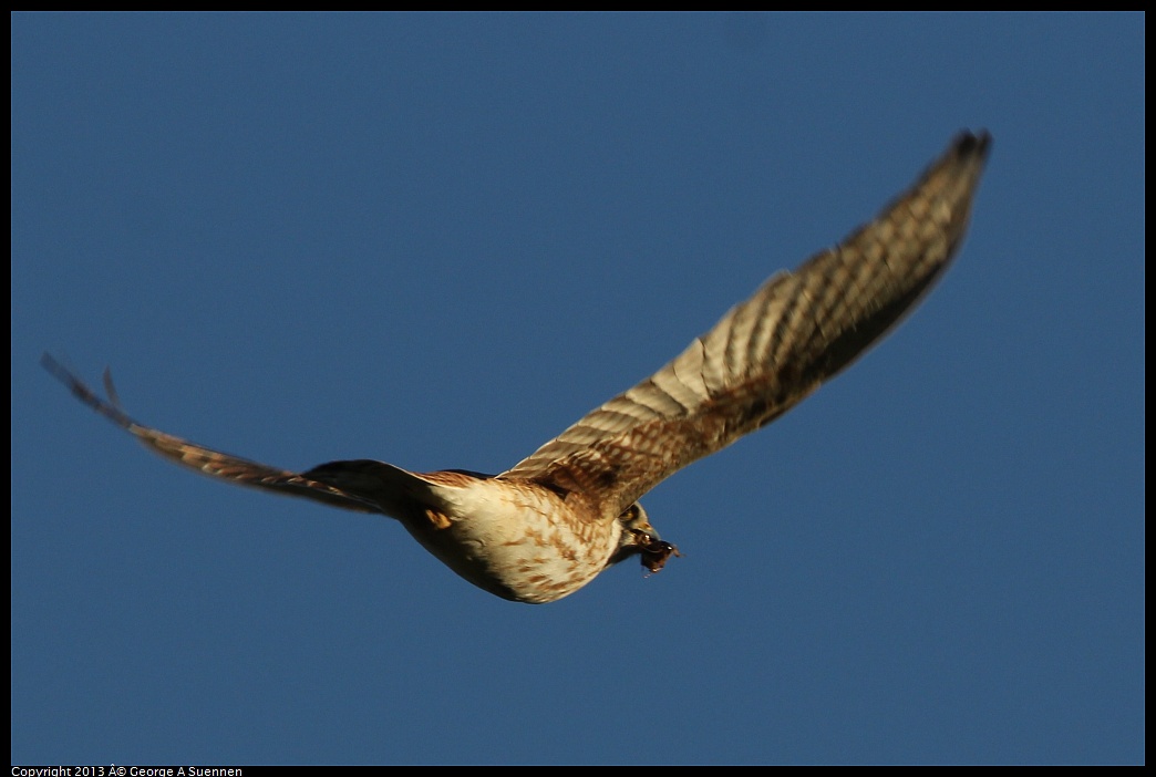 0209-164728-03.jpg - American Kestrel