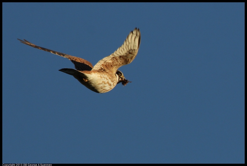 0209-164728-04.jpg - American Kestrel