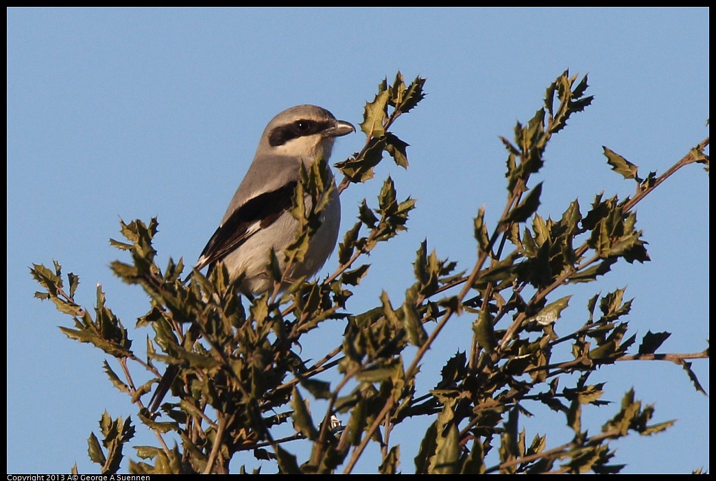 0209-164840-02.jpg - Loggerhead Shrike