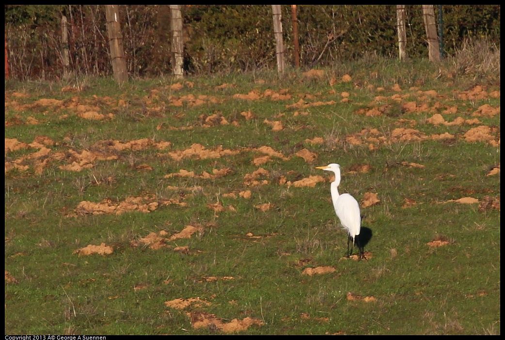 0209-164858-02.jpg - Great Egret