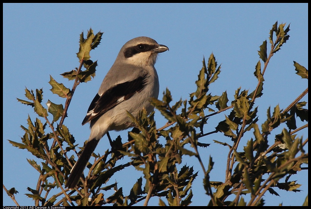 0209-164902-02.jpg - Loggerhead Shrike