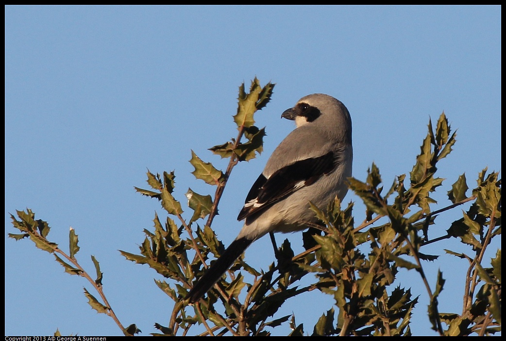 0209-164904-04.jpg - Loggerhead Shrike