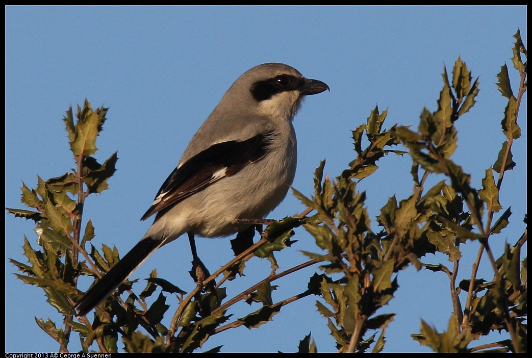 0209-164935-02.jpg - Loggerhead Shrike