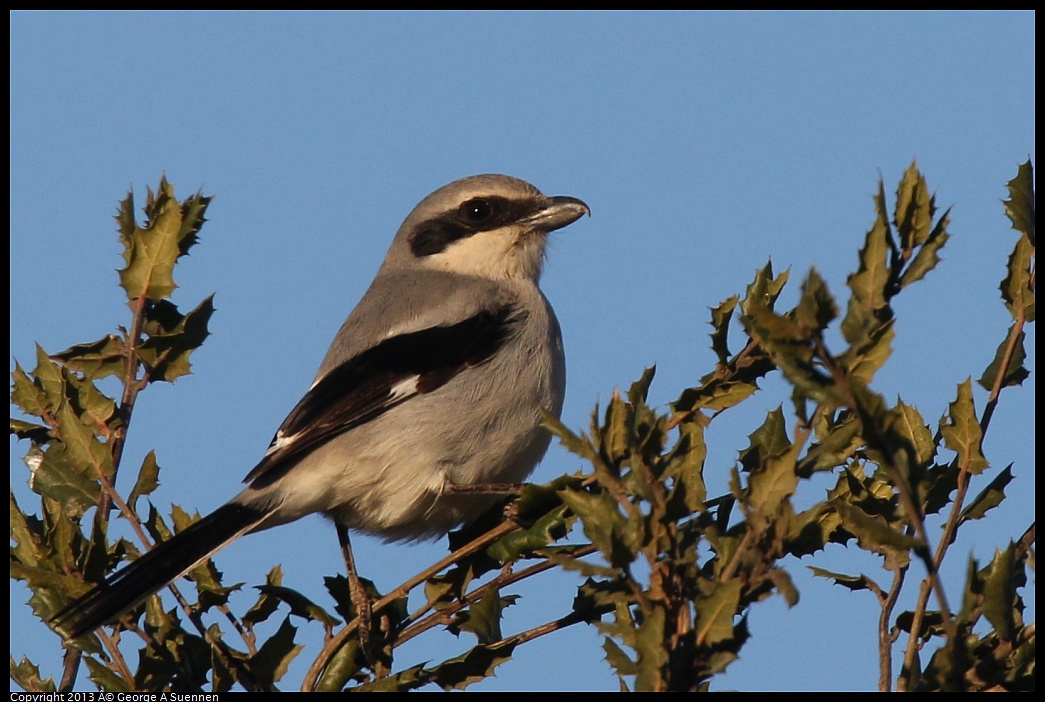 0209-165001-01.jpg - Loggerhead Shrike