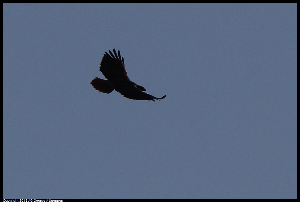 0209-165044-04.jpg - Red-tailed Hawk