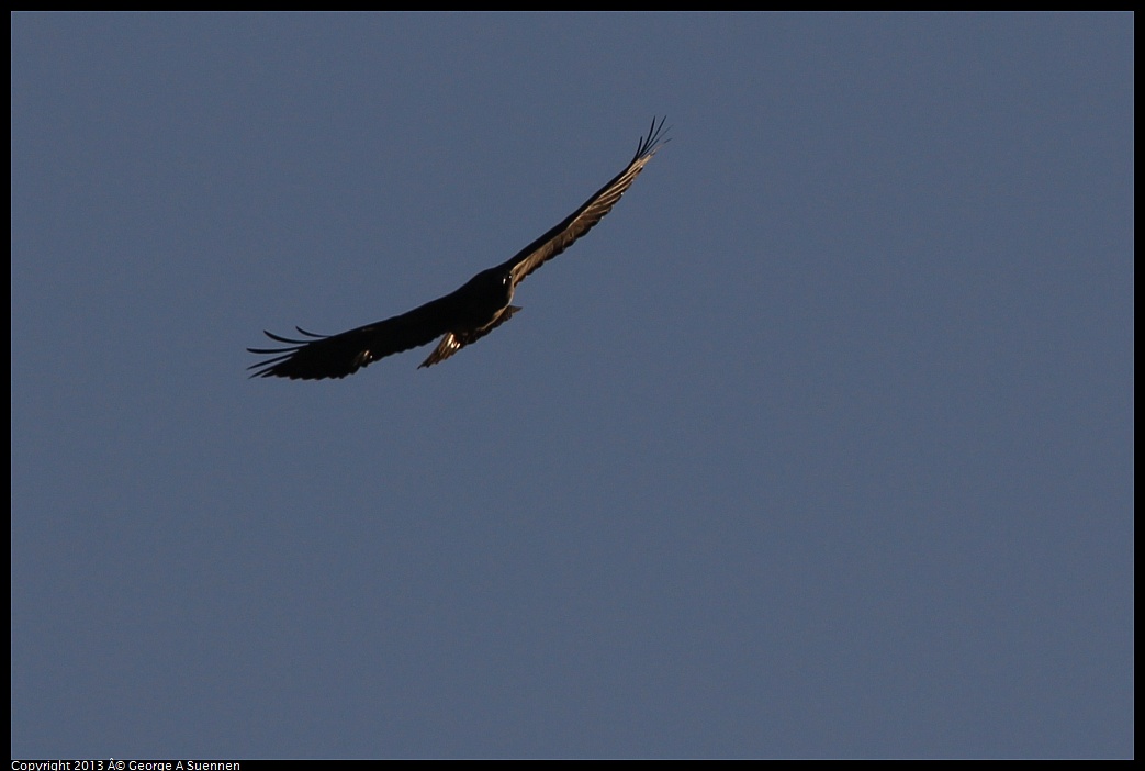 0209-165047-02.jpg - Red-tailed Hawk