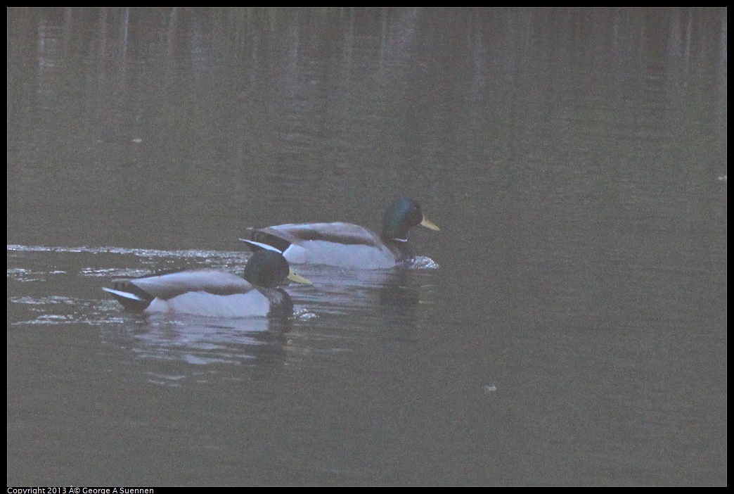 0209-165108-01.jpg - Mallard