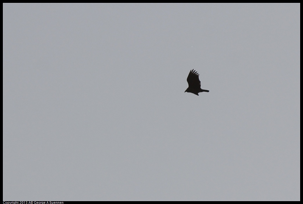 0209-165108-04.jpg - Common Crow