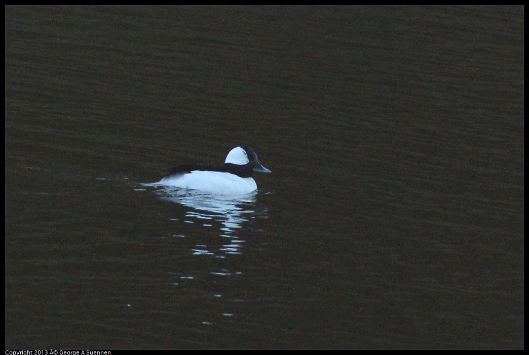 0209-165131-01.jpg - Bufflehead