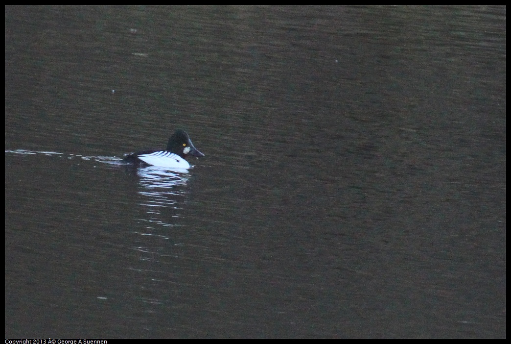 0209-165139-04.jpg - Common Goldeneye