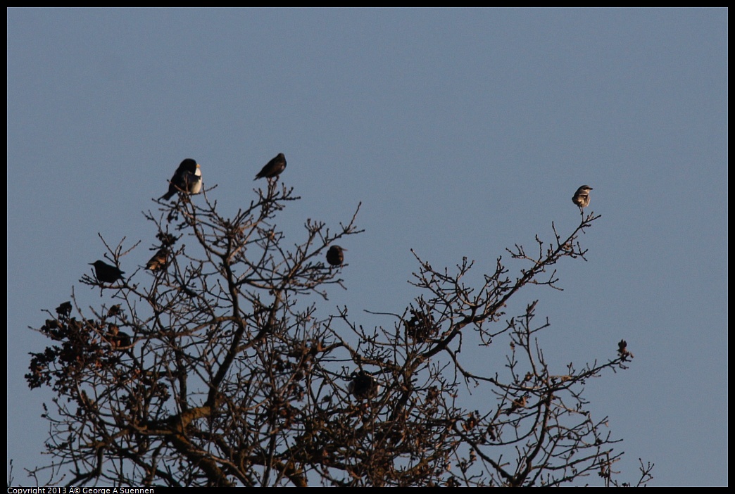 0209-165156-01.jpg - Magpie, Shrike, and Starling