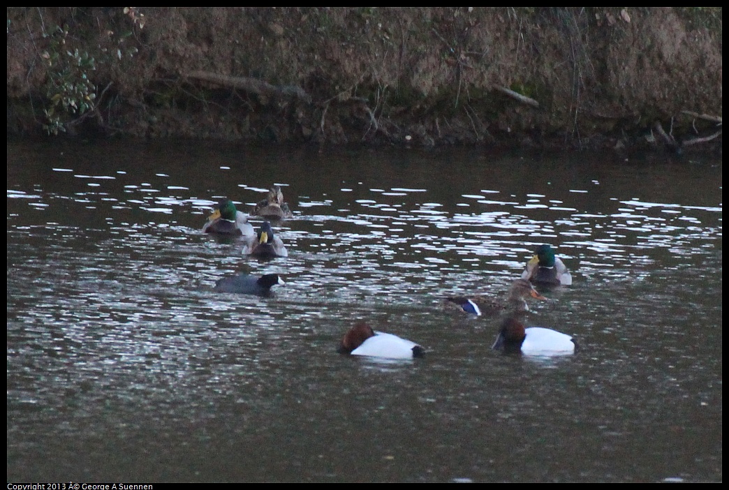 0209-165201-03.jpg - Canvasback, American Coot, and Mallard