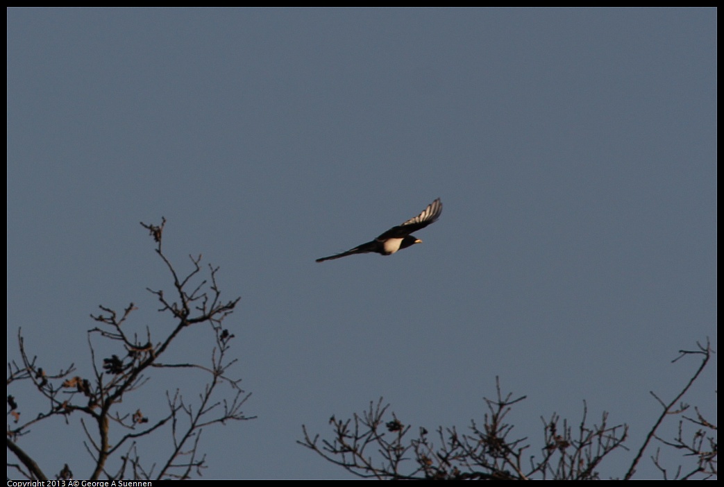 0209-165205-05.jpg - Yellow-billed Magpie