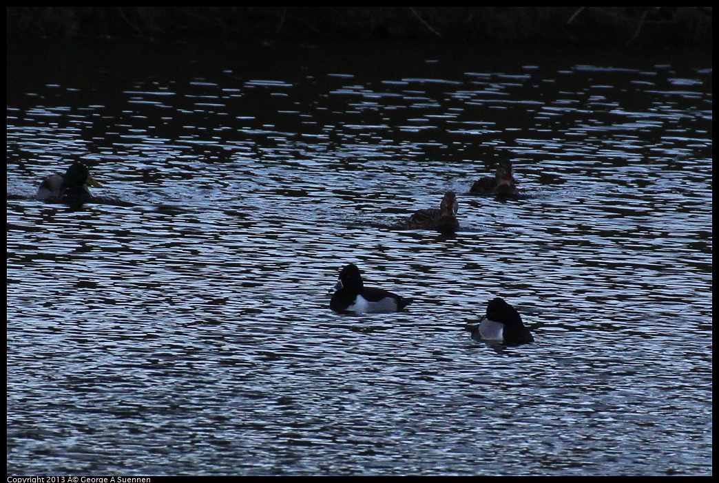 0209-165206-01.jpg - Ring-necked Duck