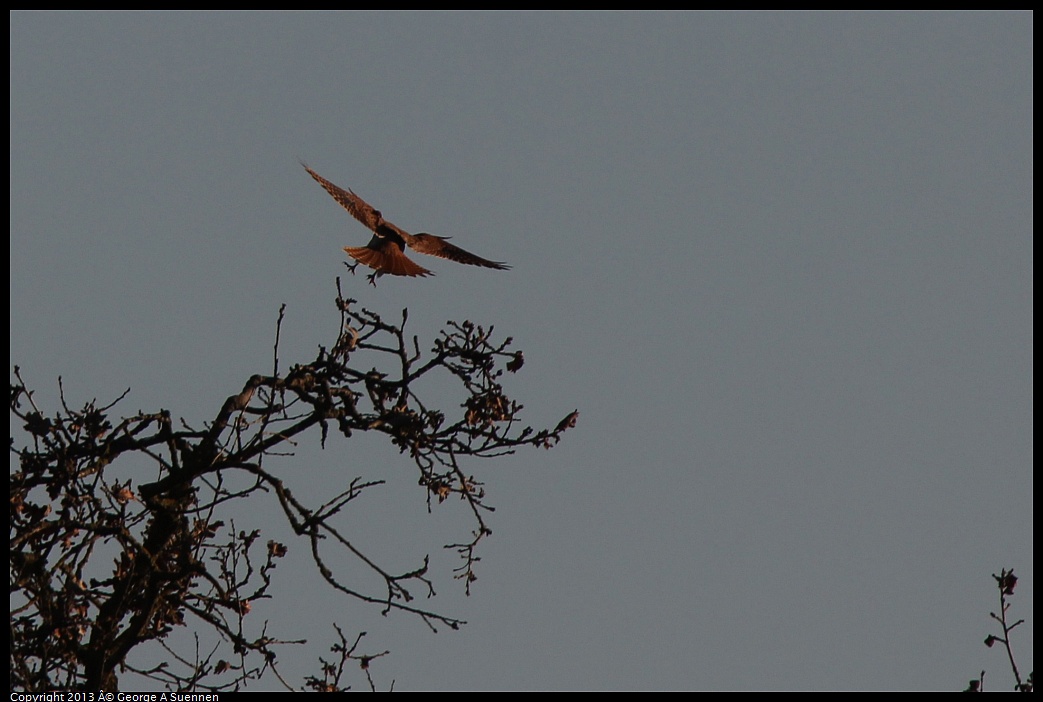 0209-165216-05.jpg - American Kestrel