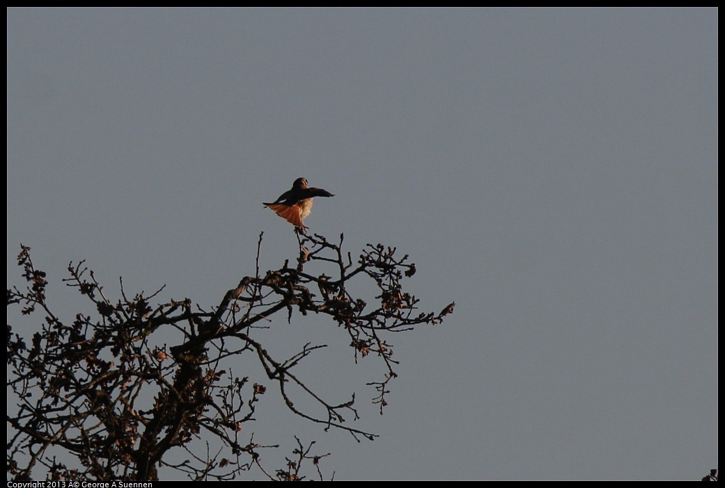 0209-165217-06.jpg - American Kestrel