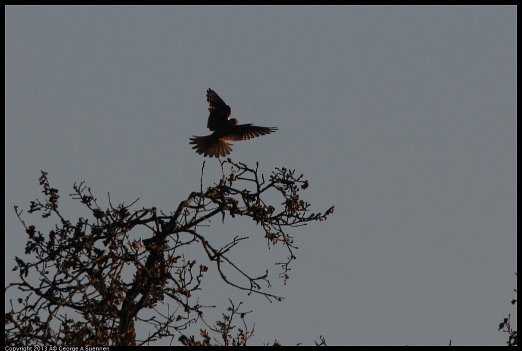 0209-165218-03.jpg - American Kestrel