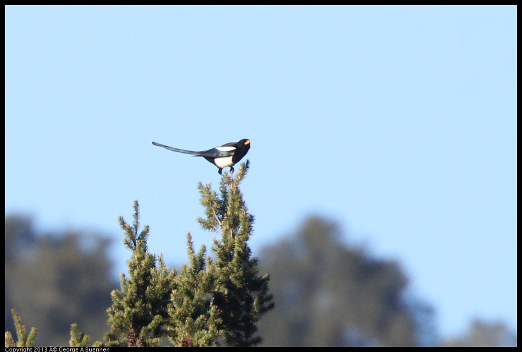 0209-165302-02.jpg - Yellow-billed Magpie