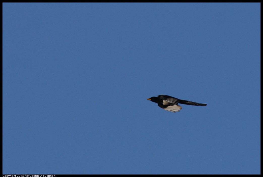 0209-165303-05.jpg - Yellow-billed Magpie