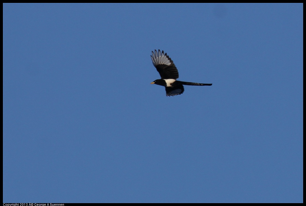 0209-165304-02.jpg - Yellow-billed Magpie