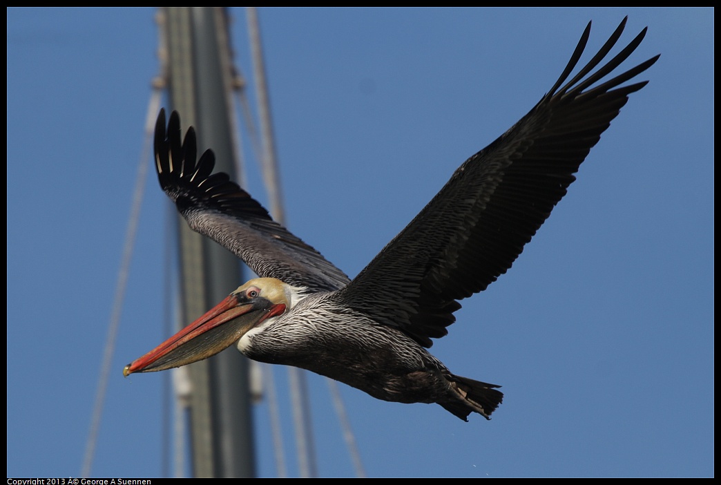 0210-095043-03.jpg - Brown Pelican