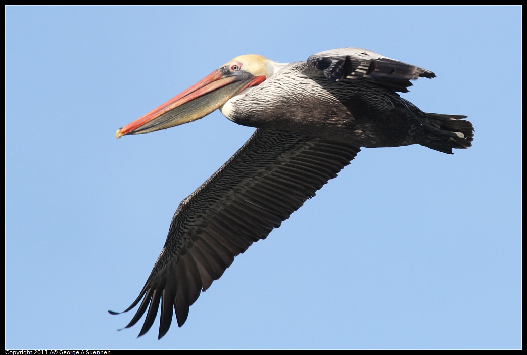 0210-095044-04.jpg - Brown Pelican