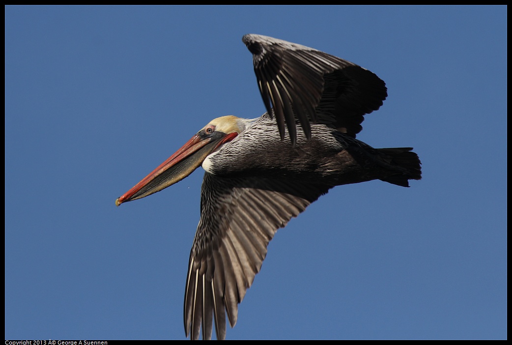 0210-095045-05.jpg - Brown Pelican