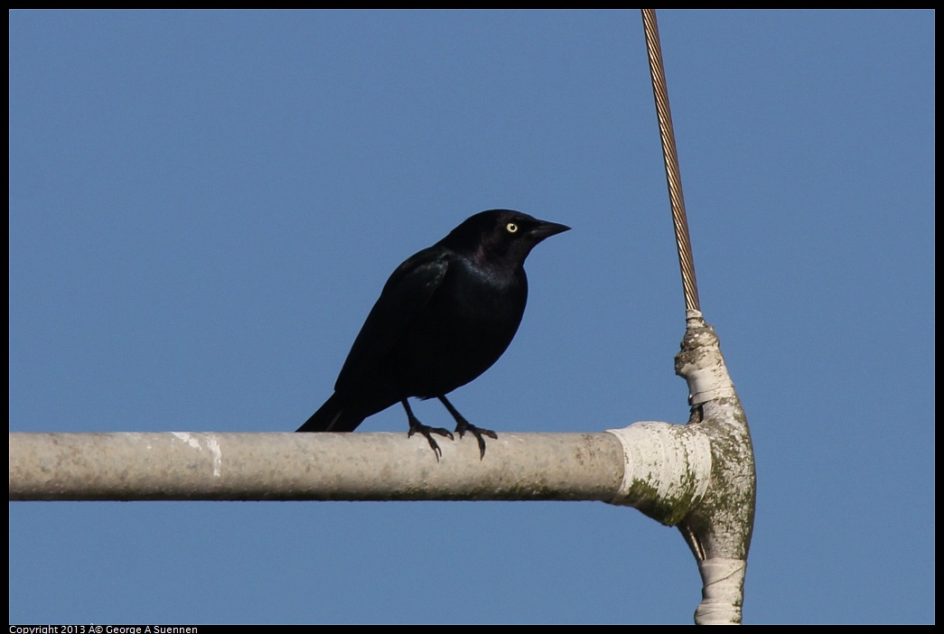 0210-095109-01.jpg - Brewer's Blackbird