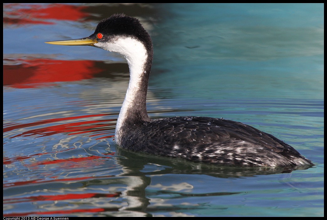 0210-095721-01.jpg - Western Grebe