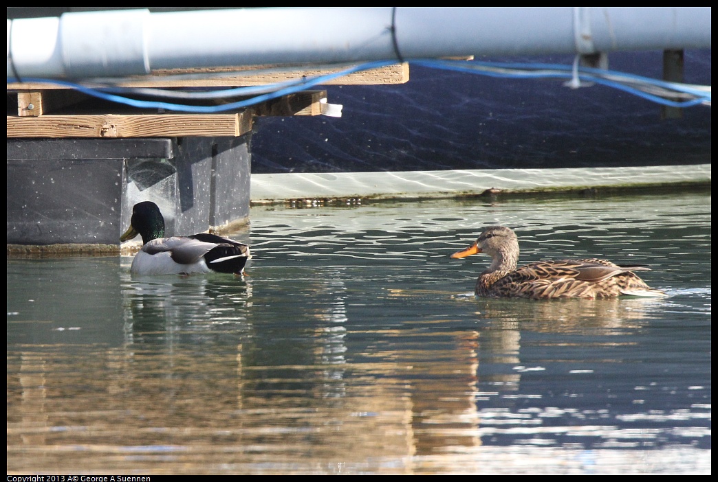 0210-095742-01.jpg - Mallard