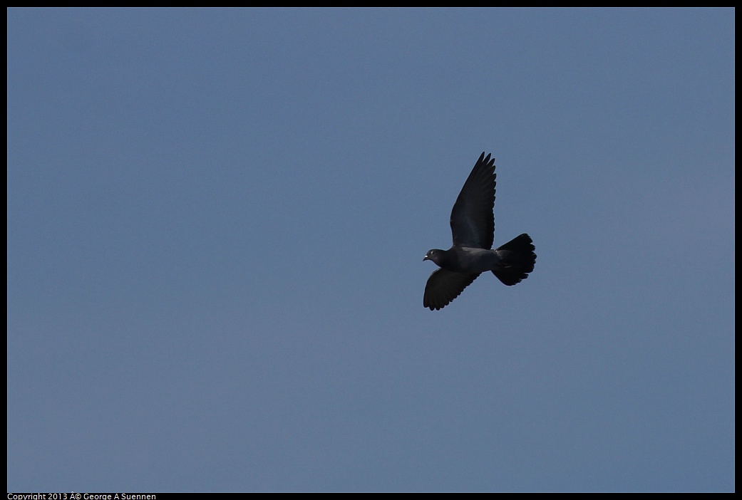 0210-100621-01.jpg - Rock Pigeon