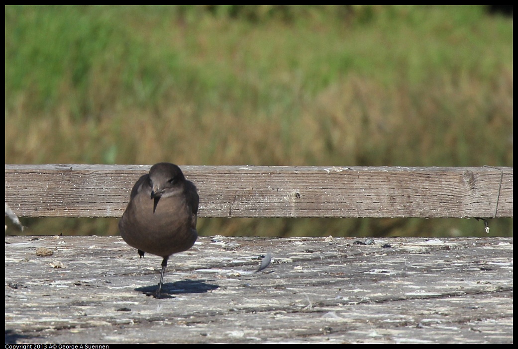 0210-101236-01.jpg - (?) Gull