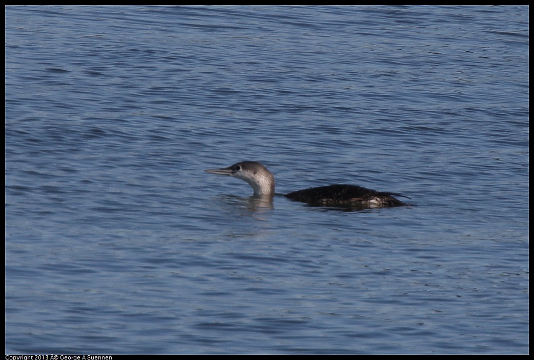 0210-101255-02.jpg - Common Loon (?)