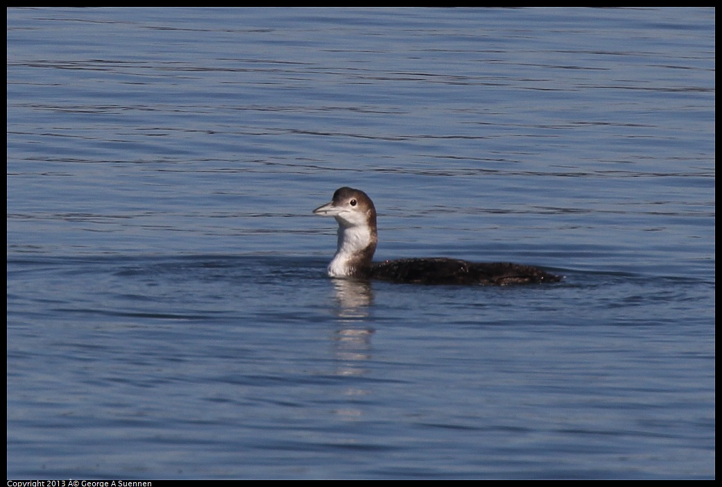 0210-101302-01.jpg - Common Loon